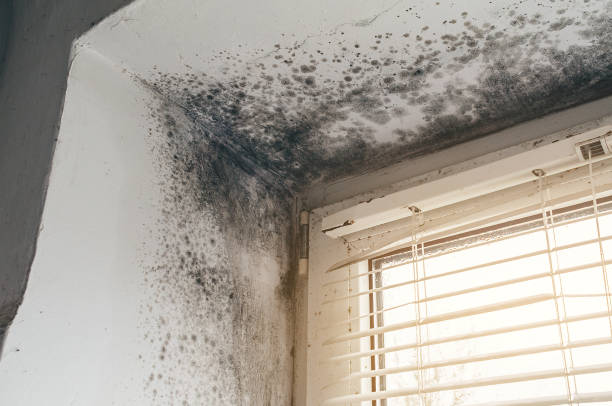 Affordable Basement Mold Removal solutions in Spring Lake, NJ