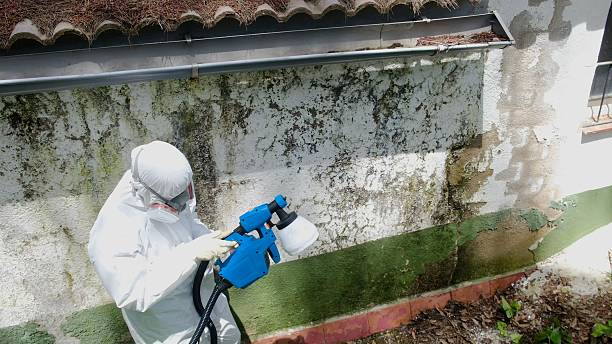 Trusted Mold Testing service in Spring Lake, NJ - Cheap Mold Removal